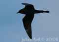 Средний поморник фото (Stercorarius pomarinus) - изображение №1298 onbird.ru.<br>Источник: www.naturalbornbirder.com